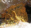 Myxilla incrustans