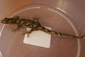 NZ Common gecko.jpg