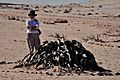 Namib, Welwitschia mirabilis
