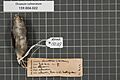 Naturalis Biodiversity Center - RMNH.AVES.132127 2 - Dicaeum vulneratum Wallace, 1863 - Dicaeidae - bird skin specimen