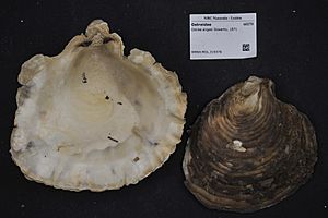 Naturalis Biodiversity Center - RMNH.MOL.319376 2 - Ostrea angasi Sowerby, 1871 - Ostreidae - Mollusc shell.jpeg