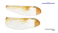 Neurothemis stigmatizans female wings (34928481711)