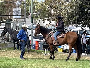 OBCA festival horse and rider