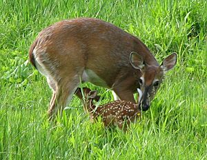 Odocoileus virginianus (white-tailed deer) 8 (8270236202)