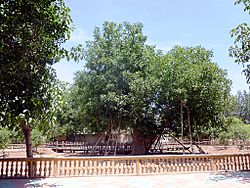 Oldest Walnut tree in the world. Khotan, Xinjiang