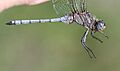 Orthetrum monardi 2017 11 28 7618
