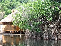 Palafito y manglar Chacahua Mexico