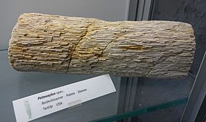 Palmoxylon sp. fossil - Botanischer Garten, Dresden, Germany - DSC08508