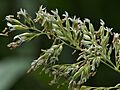 Phalaris arundinacea flowers, rietgras bloempjes (1)