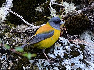 Phrygilus patagonicus -Tierra del Fuego National Park, Argentina-8.jpg
