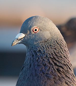 Pigeon portrait 4861