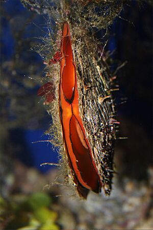 Pinctada margaritifera, Aquarium Finisterrae, Galicia, Spain