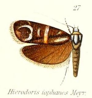 Pl.2-27-Hierodoris iophanes Meyrick, 1912