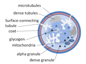 Platelet structure