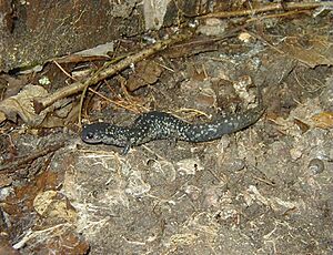 Plethodon cylin(1)