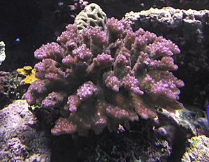 Pocilloporaverrucosa