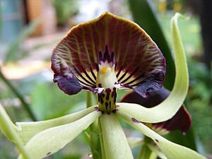 Prosthechea cochleata - panoramio