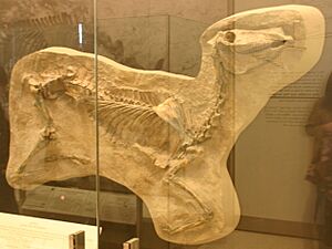 Protohippus simus