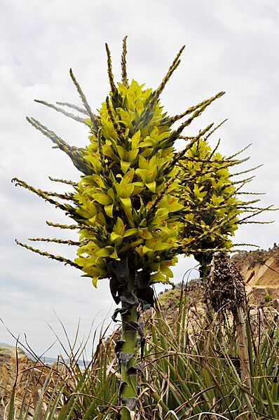 Puya chilensis 02
