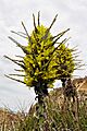 Puya chilensis 02