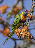 Rainbow lorikeet (Trichoglossus moluccanus moluccanus) Sydney 2.jpg