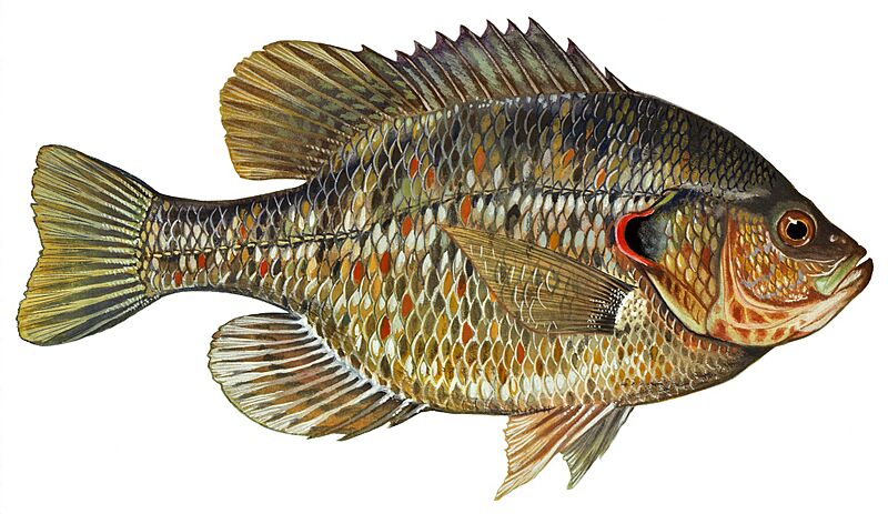 Redearsunfishnctc (white background)