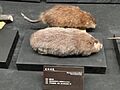 Rhizomys pruinosus - Kunming Natural History Museum of Zoology - DSC02462