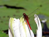 Rhodothemis lieftincki 8994