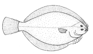 Rhombosolea leporina (Yellowbelly flounder).gif