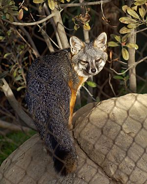 San Clemente Island Fox (Urocyon littoralis clementae) at Santa Barbara Zoo 2016-01-27