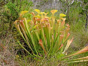 Sarracenia oreophila ne4