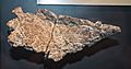 Sauropelta edwardsorum armor plate - Museum of the Rockies