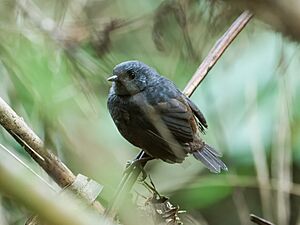 Scytalopus parkeri - Chusquea Tapaculo.jpg