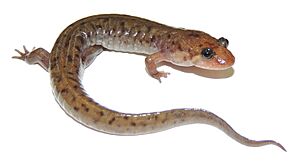 Seal salamander (Desmognathus monticola).JPG
