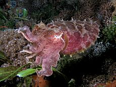 Sepia latimanus (Reef cuttlefish) dark coloration