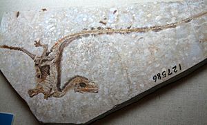 Sinosauropteryxfossil