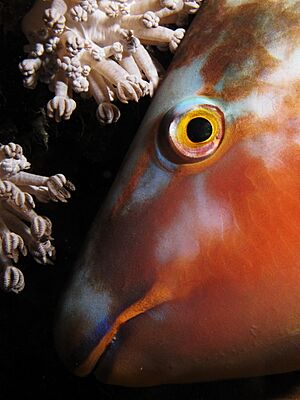 Sleeping longnose parrotfish closeup