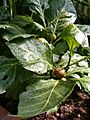 Solanum macrocarpon HabitusFruits BotGardBln0906a