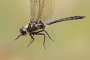 Somatochlora septentrionalis 53891814.jpg