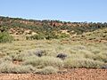 Spinifex Landscape, Queensland, Australia