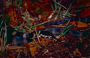 Stephen's Banded Snake (Hoplocephalus stephensii) (10559871275).jpg