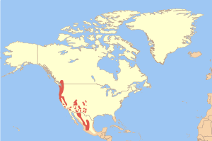 Strix occidentalis map.svg