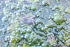 Taffs Well Thermal Spring Spirogyra Algae