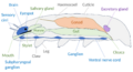 Tardigrade anatomy