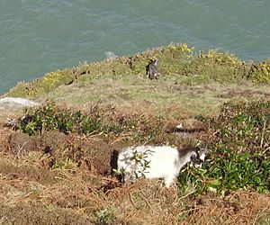 The cliffs below the coast path at Hollerday Hill - geograph.org.uk - 747921