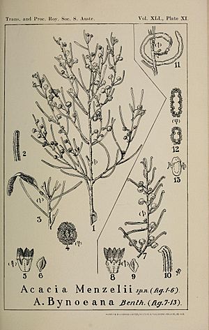 "Acacia menzelii" (fig. 1-6)