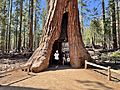 Tunnel Tree, Mariposa Grove, Yosemite National Park - June 2022