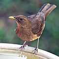 Turdus-grayi-001