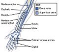 Veins of the forearm and hand