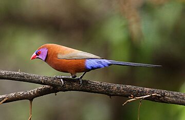 Violet-eared waxbill, Uraeginthus granatinus, at Pilanesberg National Park, Northwest Province, South Africa (male) (16814608080).jpg